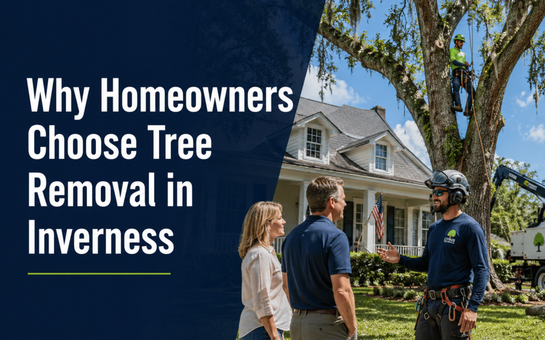 Why Homeowners Choose Tree Removal in Inverness